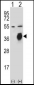 PLAUR Antibody (Center)